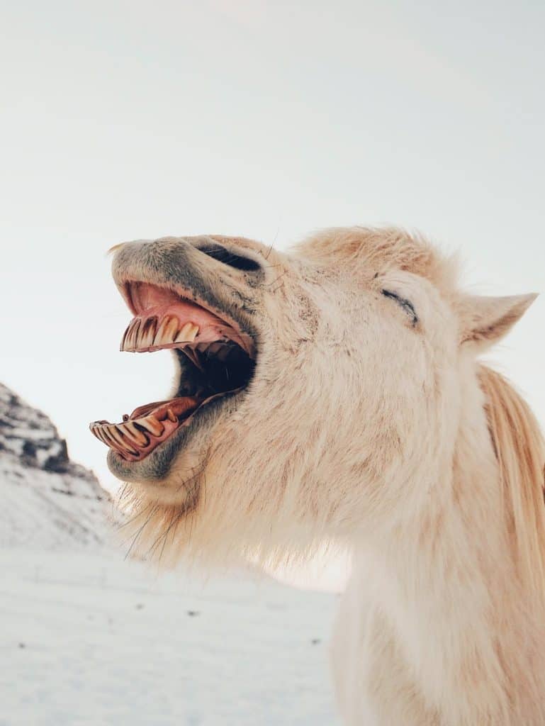 long-coated brown animal laughing