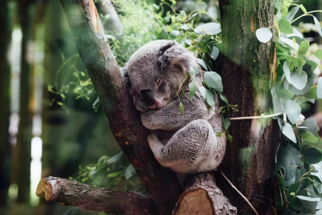 Improve sleep quality like a koala sleeping on tree branch