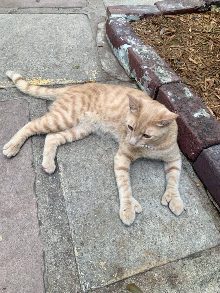 6-toed orange cat at the Hemingway house in Key West Florida