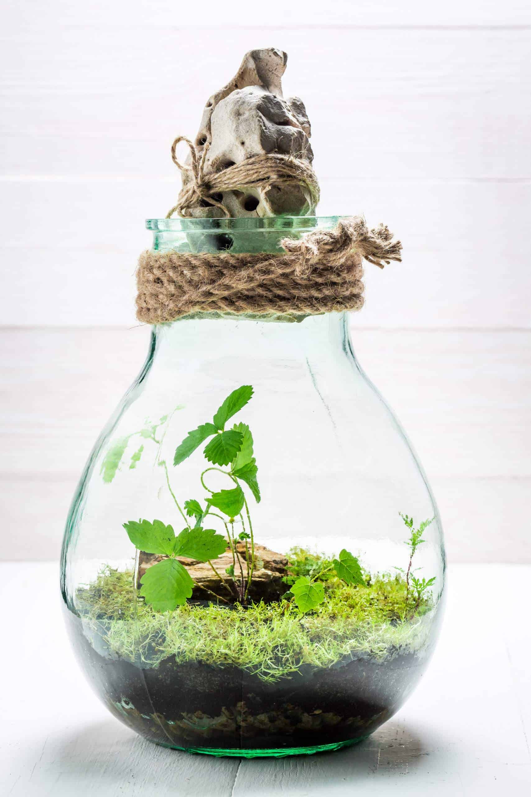 Small live plants in a jar with self ecosystem - demonstrating self-growth which can be achieved with self-development podcasts