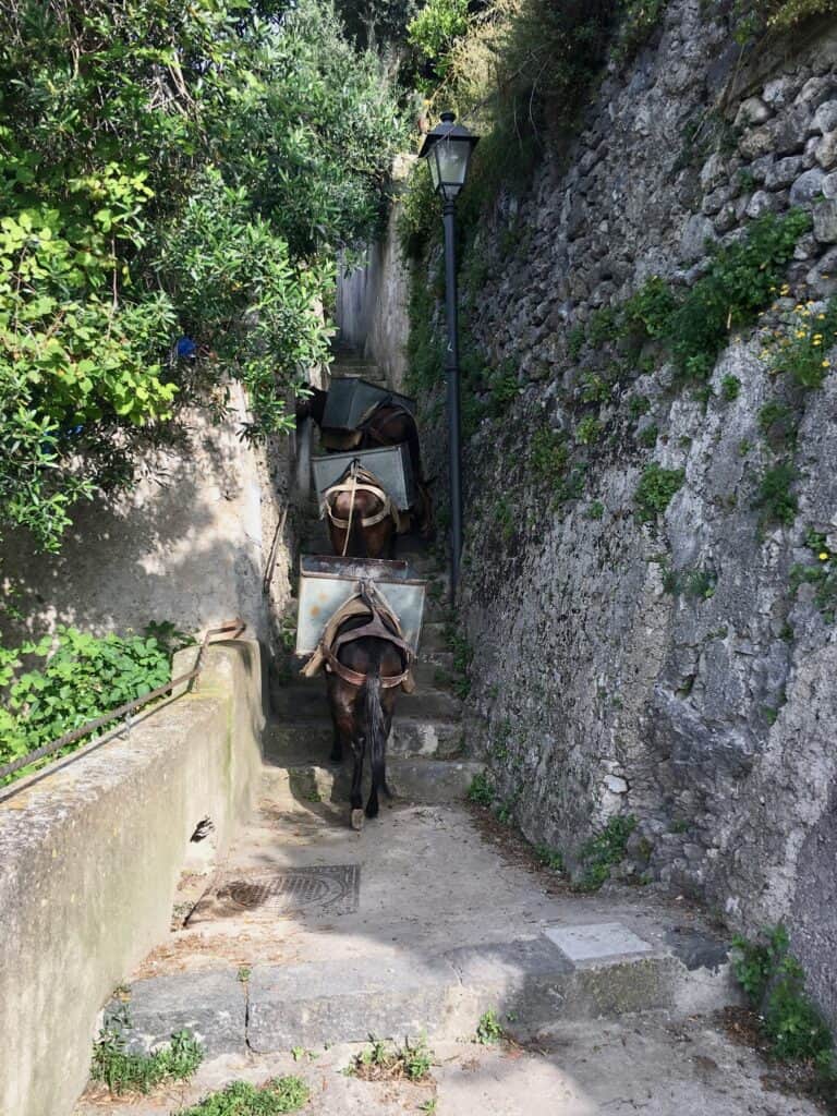 Donkeys working hard going up and down the steps in Amalfi