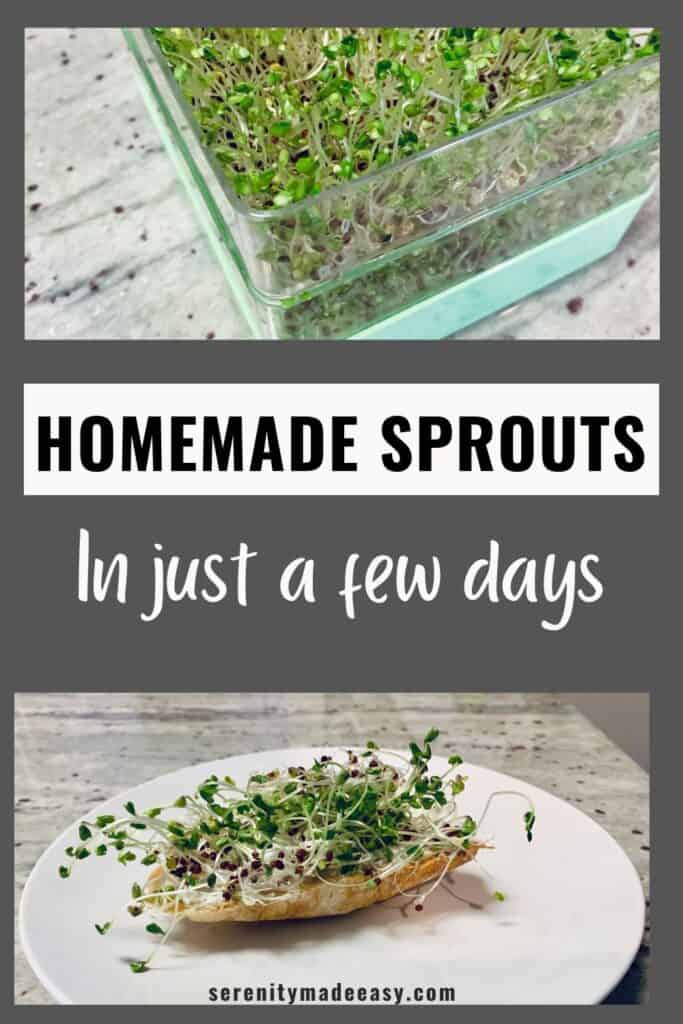 Homemade sprouts in just a few days - photo of sprouts growing in. trays and a piece of bread with cream cheese and fresh sprouts