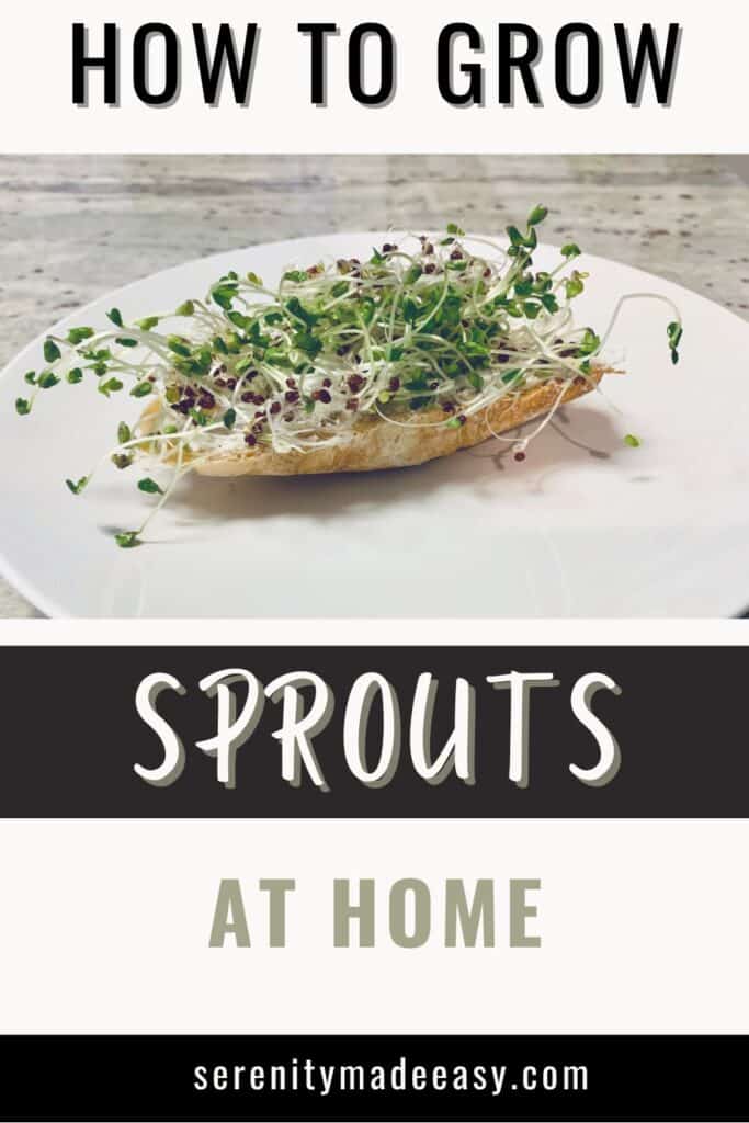 How to grow sprouts - image of a piece of bread with cream cheese and sprouts on a white plate