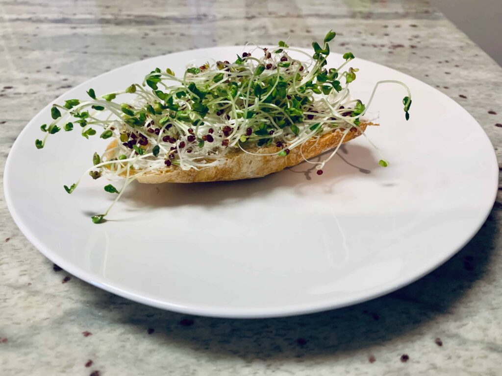 How to grow sprouts at home: an image of a piece of bread with cream cheese and fresh homemade sprouts