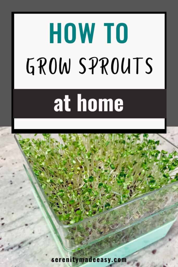 How to grow sprouts at home - photo of sprouts growing in sprouts trays