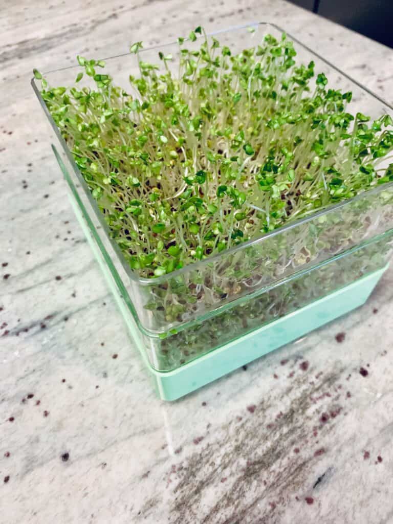 How to grow sprouts at home: image of sprouts on day 5