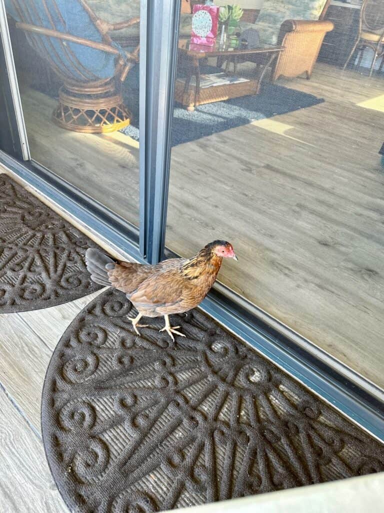 A chicken in front of a patio door