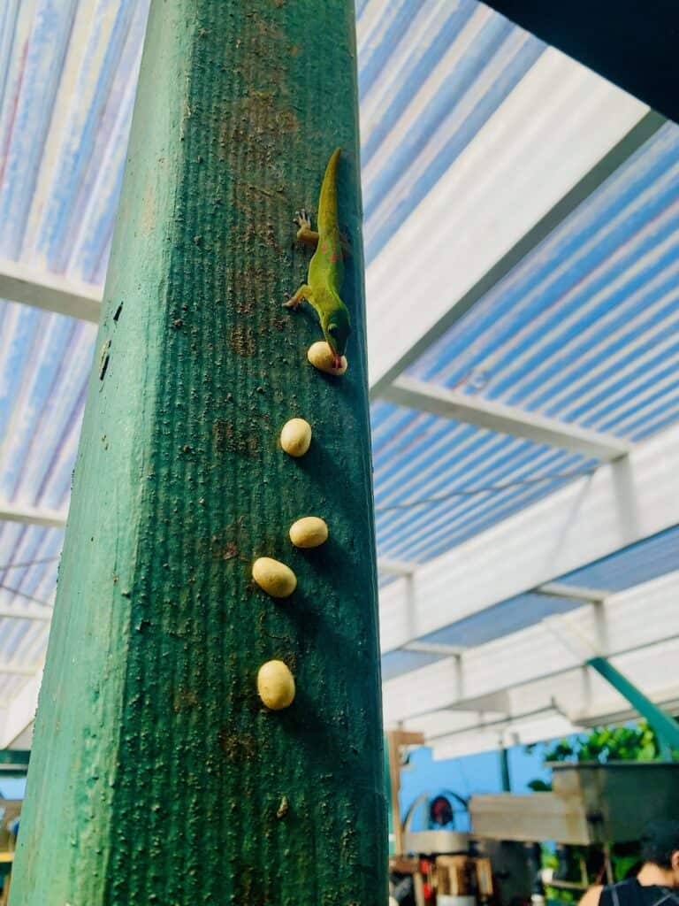 A gecko licking a coffee bean on a green post