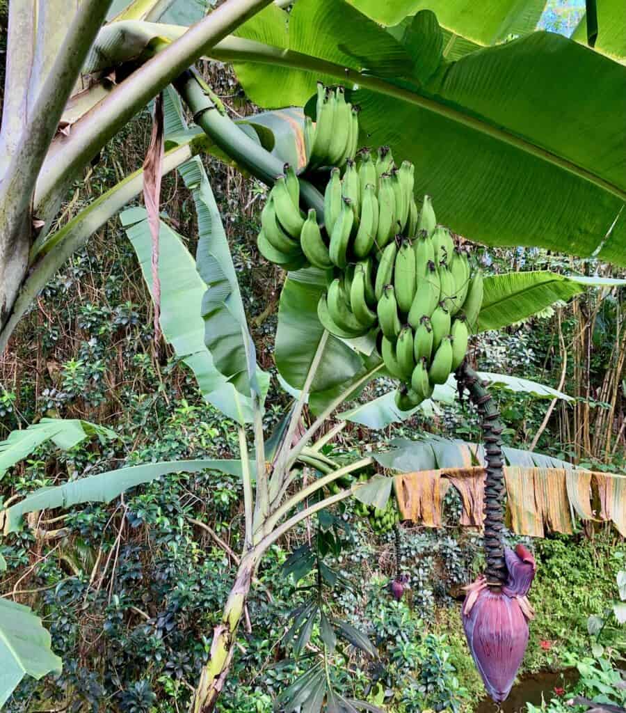 Greenery, bananas growing on a tree and a gecko in Hilo Hawaii.