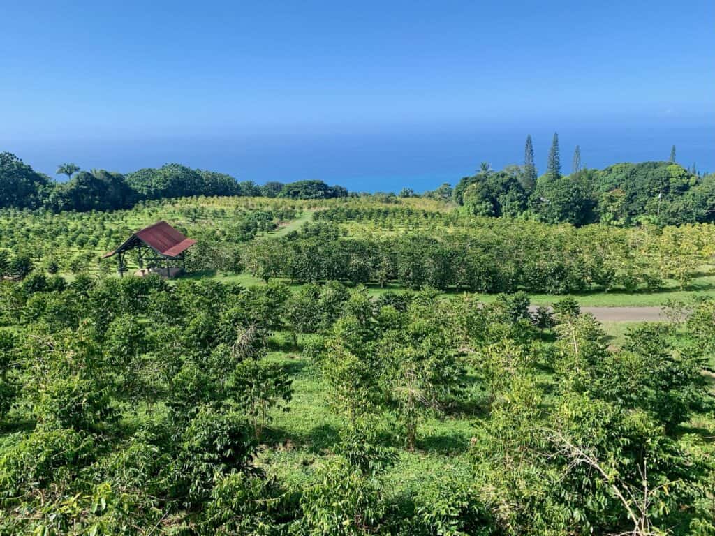 Heavenly Hawaiian Coffee farms Kona big island with the ocean in the background