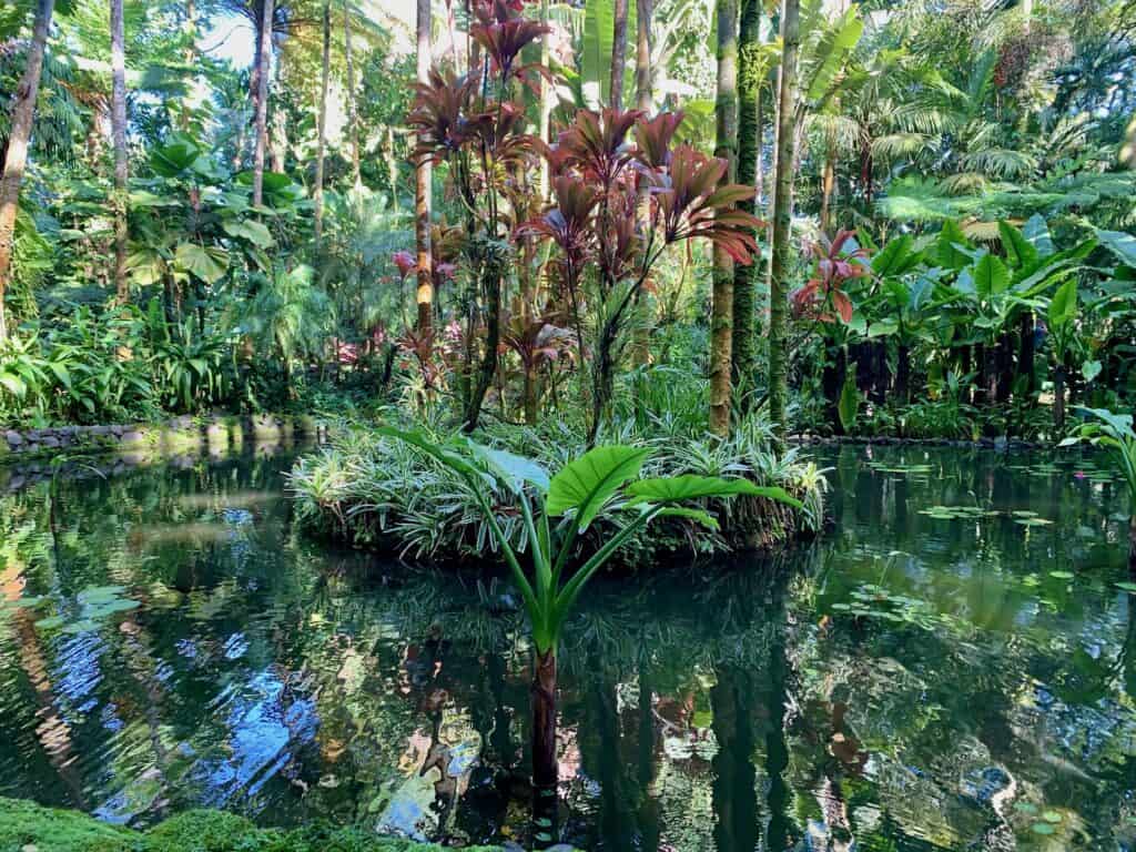 Hilo Botanical garden. An image of a pond with lots of tropical greenery.