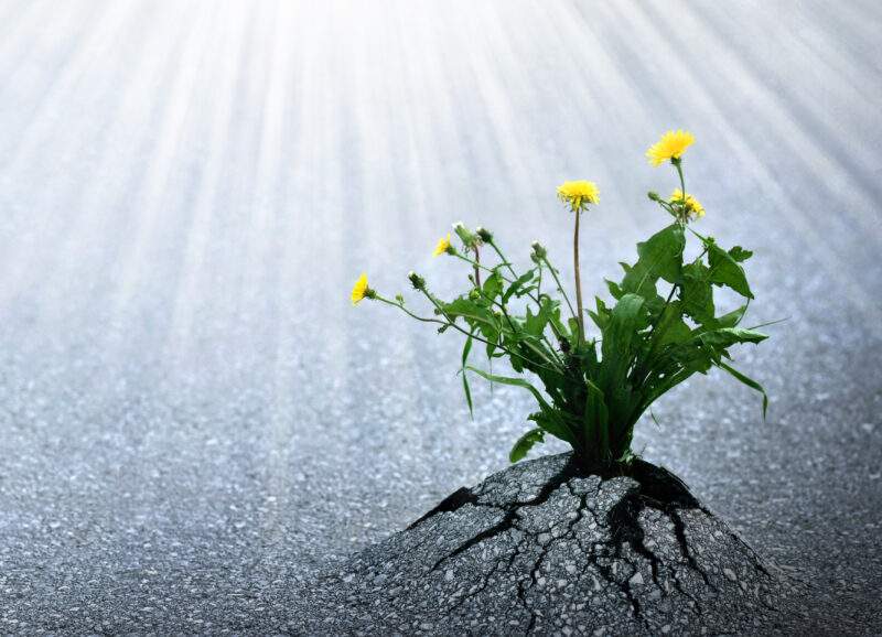 A flower growing through asphalt, like a motivational quotes to achieve success.