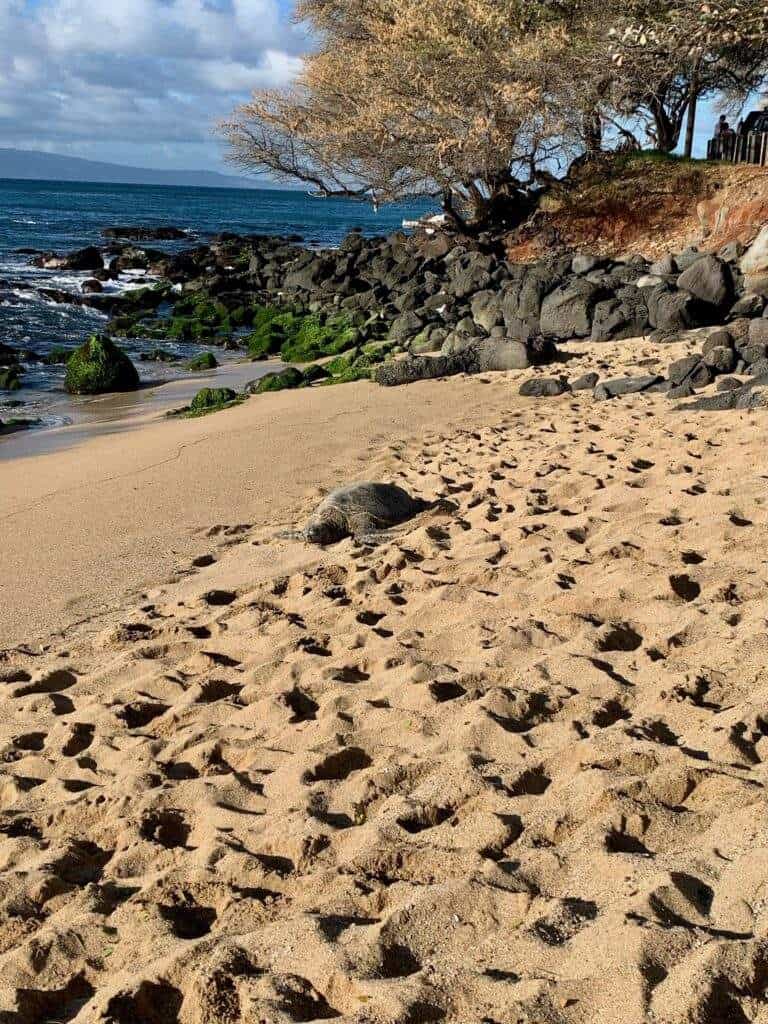 A large sea turtle on a golden sand beach in Maui