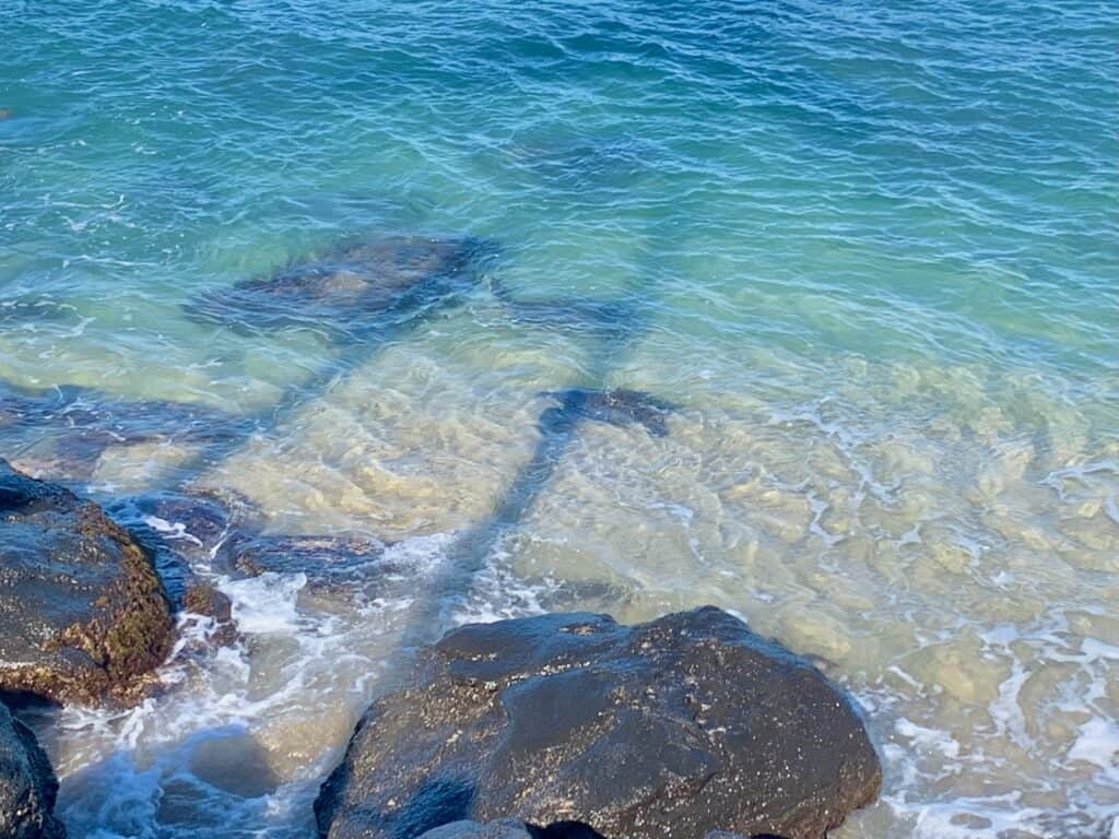 A sea turtle in really clean beautiful water in Maui