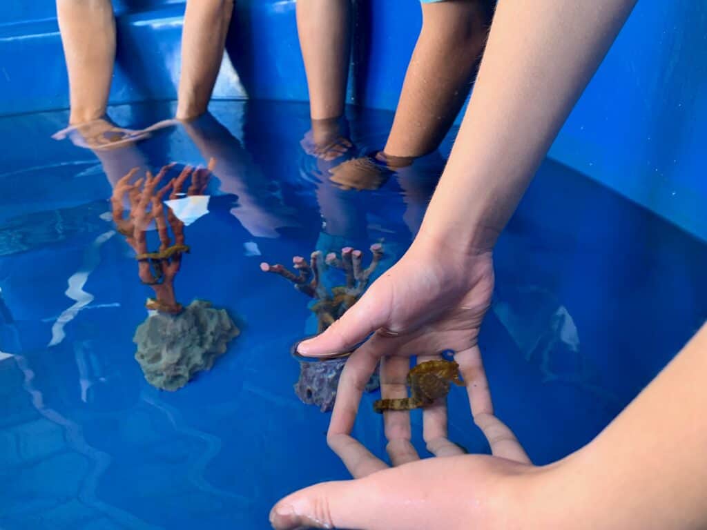 Hands holding seahorses in Kona Hawaii.