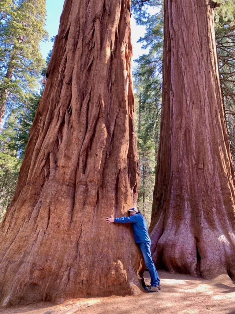 A man hugging a giant Sequoia tree in Sequoia National Park.