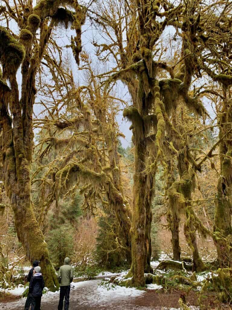 Hoh rainforest picture with lots of moss on trees. Breathtaking scenery during a Pacific Northwest trip.