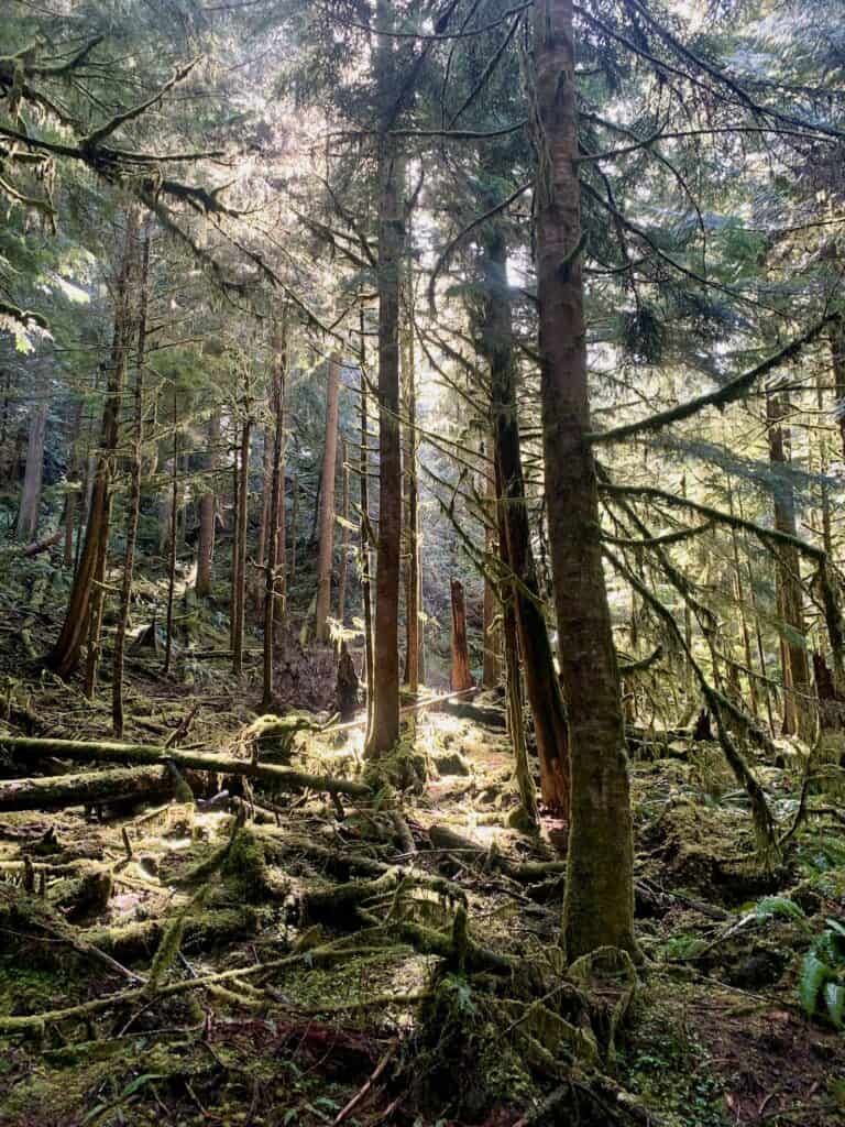 Image of trees and moss in Olympic National Park