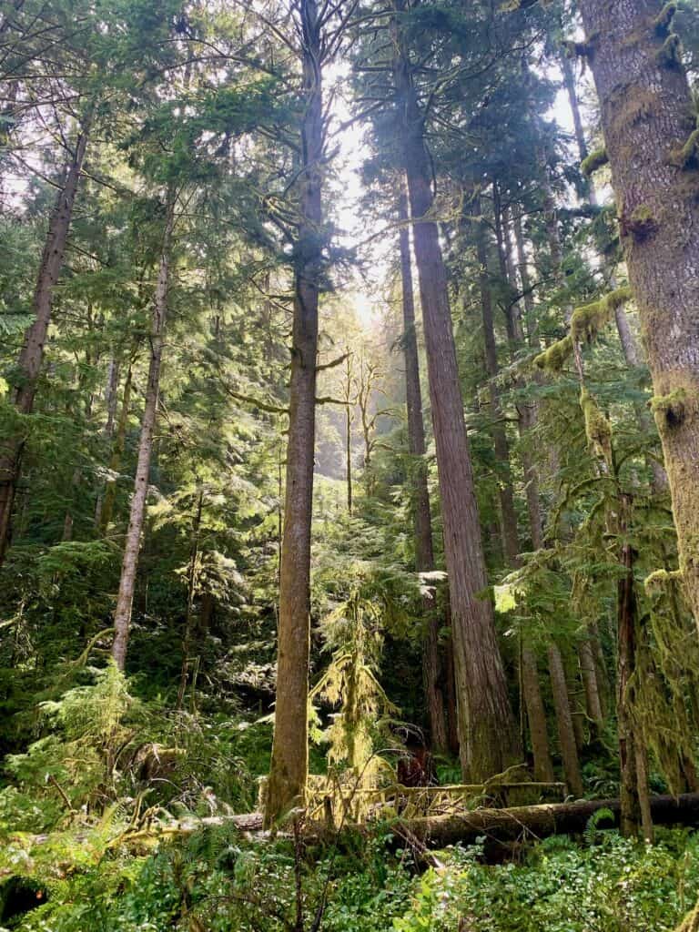 Stunning photo of rain and sun in the rainforest Pacific Northwest National trip