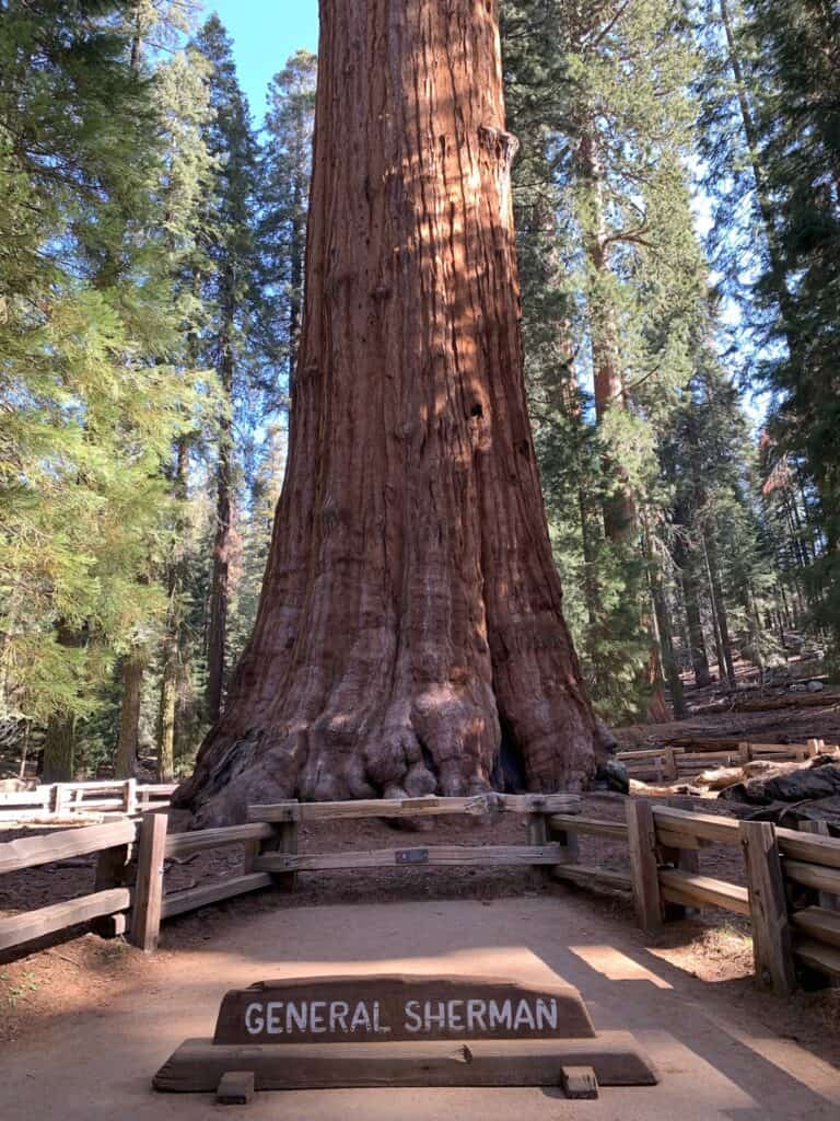 General Sherman Sequoia tree