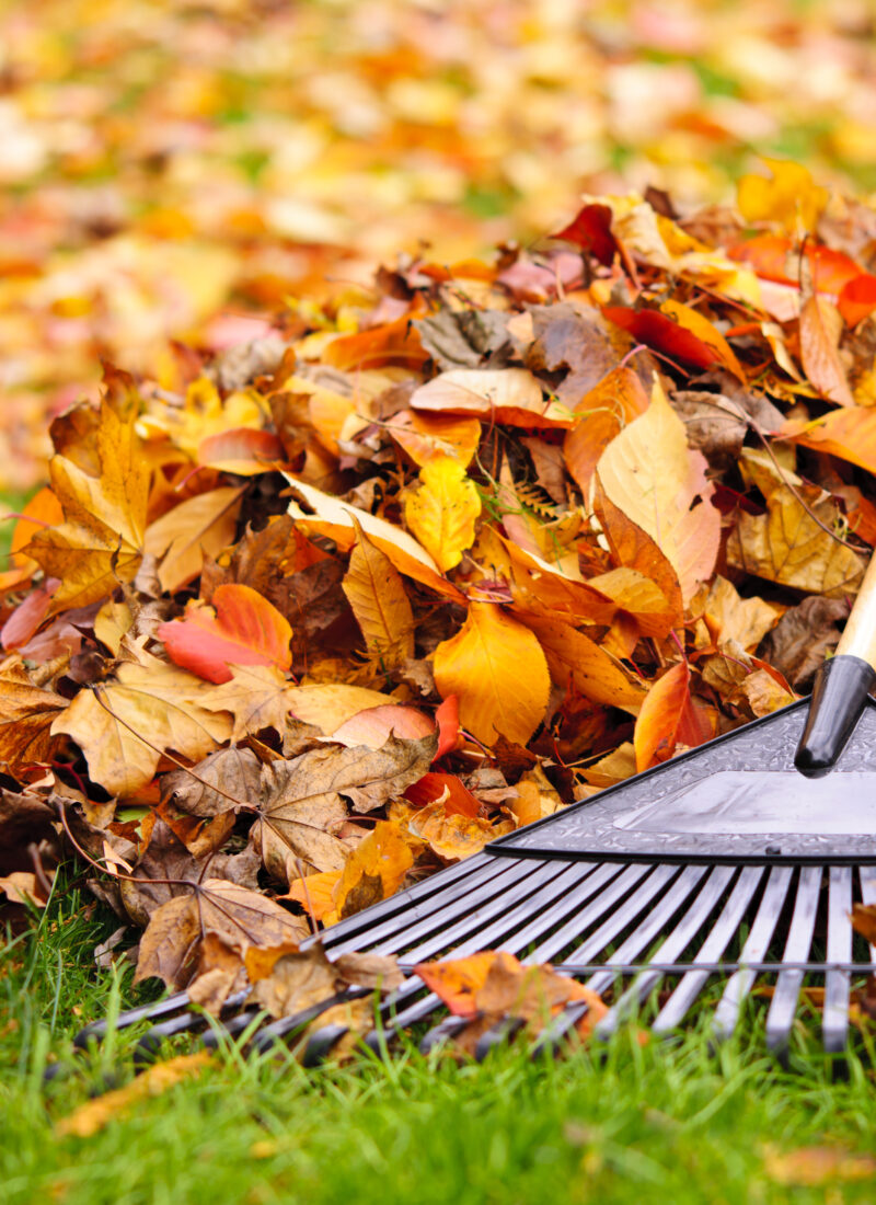 Best Fall chores for teens to be responsible for