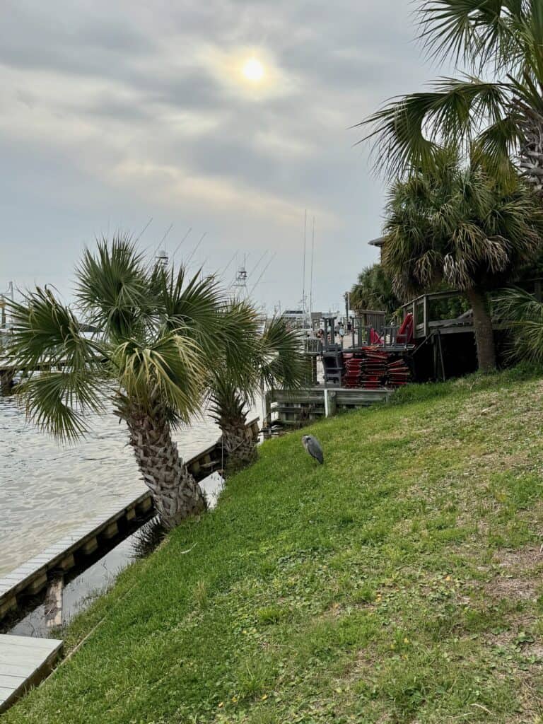 A bird on the grass by the water in Destin Florida