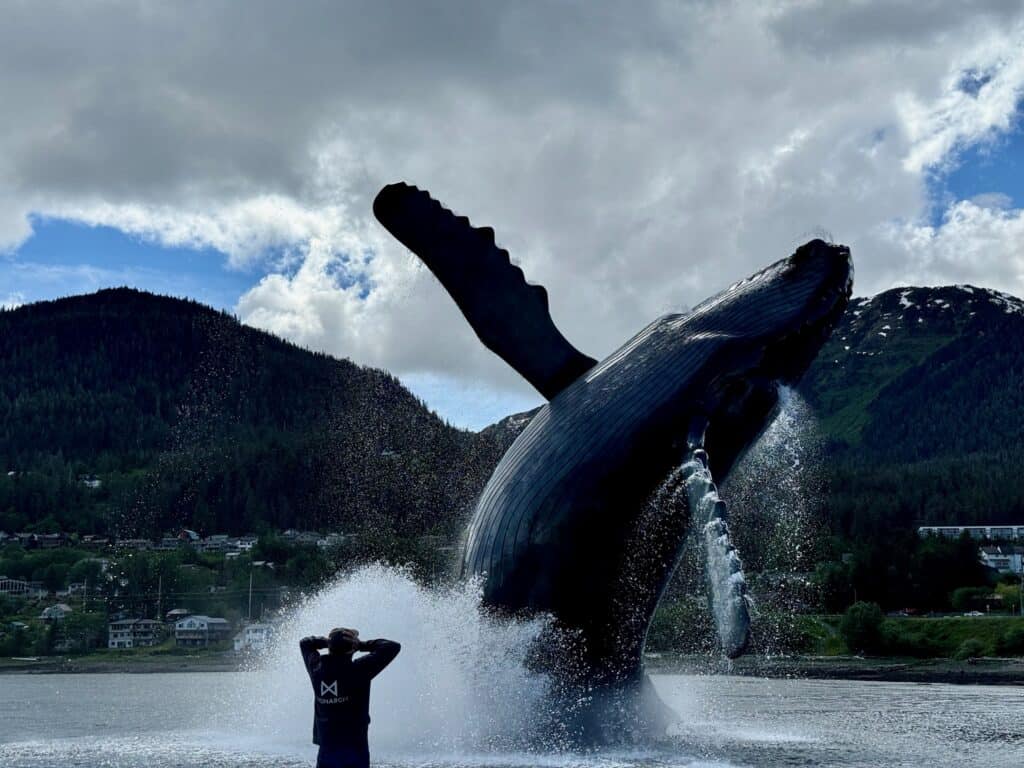 Whale project in Juneau Alaska