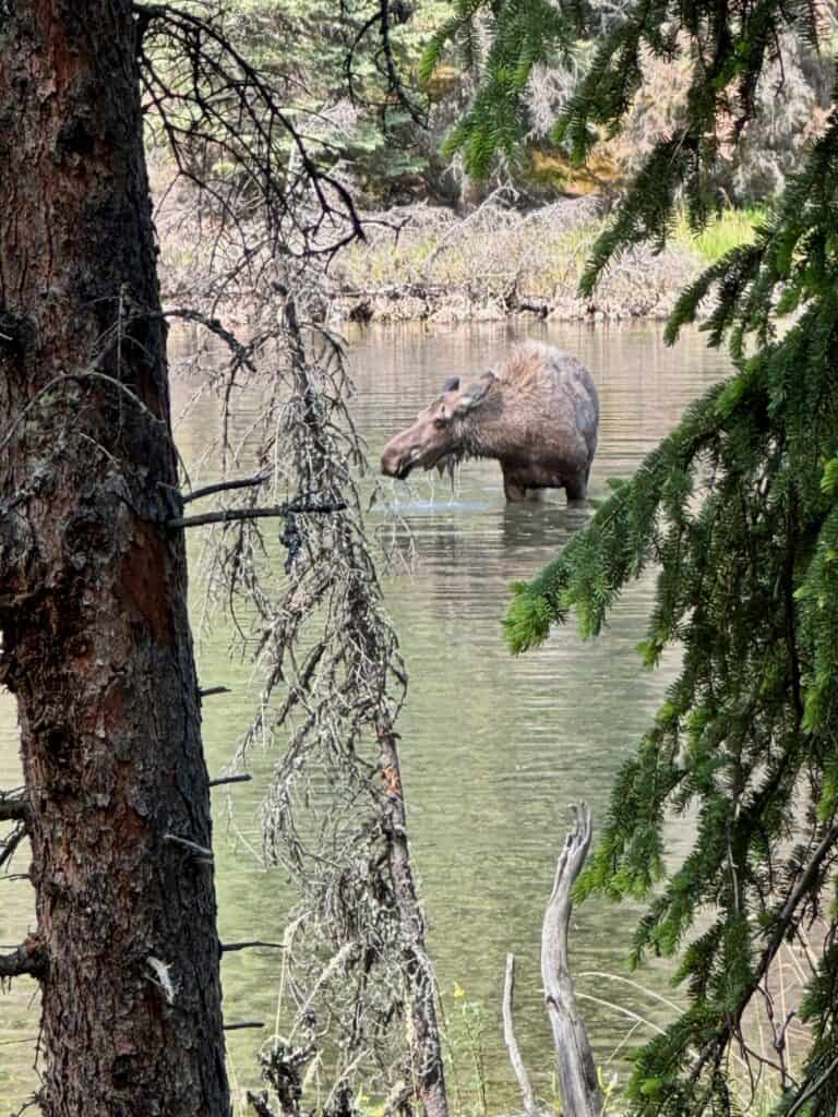 Moose in the water in Denali National Park